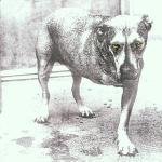 Alice In Chains CD